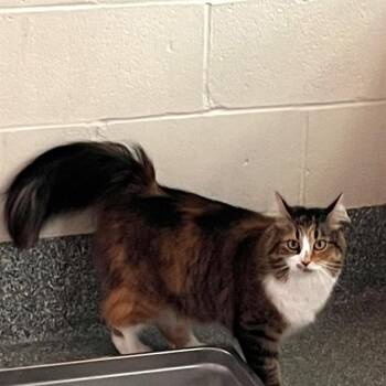 SOPHIE -  Domestic Medium Hair Cat for Adoption in Methuen, Massachusetts - SOPHIE | PetCurious