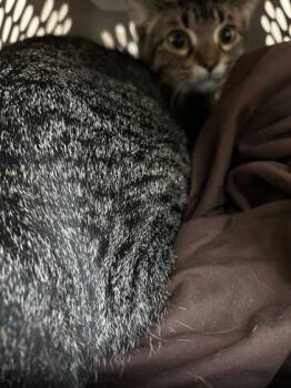 Rescue Domestic Medium Hair and Domestic Short Hair Cats for Adoption in Knoxville, Tennessee - Rebecca | PetCurious