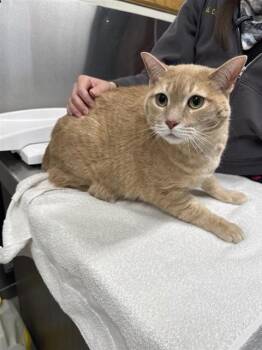 Domestic Short Hair Cats Available for Adoption - LOKI | PetCurious