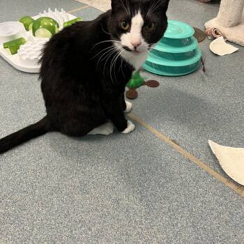 Domestic Short Hair Cats Available for Adoption - Nick Fury (working Cat) *Adoption Fee Sponsored* | PetCurious