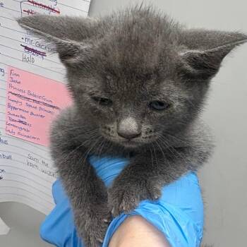 Jalapeno Popper -  Domestic Short Hair Cat for Adoption in Columbiana, Alabama - Jalapeno Popper | PetCurious