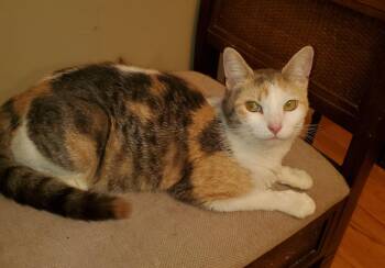 Calico Cats Available for Adoption in Livonia, Michigan - Fg Litter Charlotte (mom) | PetCurious