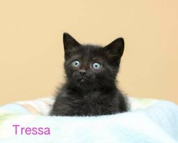 Tressa -  Domestic Medium Hair and Domestic Short Hair Cat for Adoption in Parma, Ohio - Tressa | PetCurious