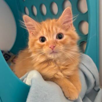 Rescue Domestic Long Hair Cats for Adoption in Eagle Mountain, Utah - Kale LaGiglia | PetCurious