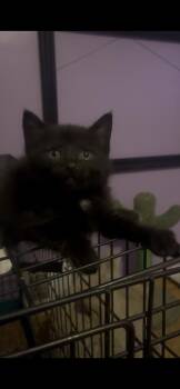 Domestic Short Hair Cats Available for Adoption in Newark Valley, New York - Bobcat | PetCurious