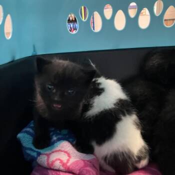 Angela -  Domestic Short Hair Cat for Adoption in Dekalb, Illinois - Angela | PetCurious