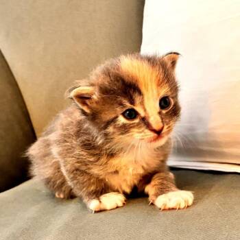 Europa -  Domestic Short Hair Cat for Adoption in Long Beach, California - Europa | PetCurious