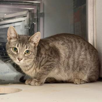 Rescue Domestic Short Hair Cats for Adoption in Binghamton, New York - Beth | PetCurious