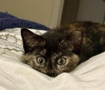 Charmaine -  Domestic Short Hair Cat for Adoption in Wilkesboro, North Carolina - Charmaine | PetCurious