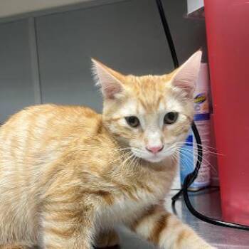 DIO -  Domestic Short Hair Cat for Adoption in Las Vegas, Nevada - DIO | PetCurious