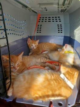 Domestic Short Hair Cats Available for Adoption in Columbus, Indiana - Jude | PetCurious