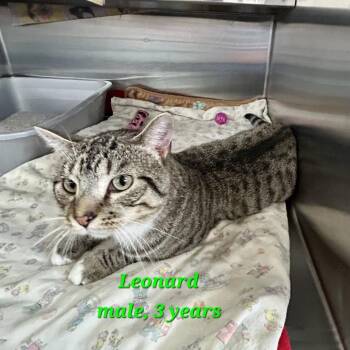 Leonard -  Domestic Short Hair Cat for Adoption in Buffalo, New York - Leonard | PetCurious