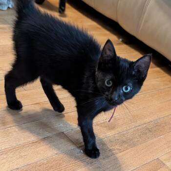 Ram -  Domestic Short Hair Cat for Adoption in Portage, Michigan - Ram | PetCurious