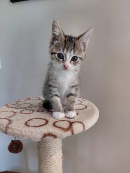 Minette - In Foster -  Domestic Short Hair Cat for Adoption in Kalamazoo, Michigan - Minette - In Foster | PetCurious