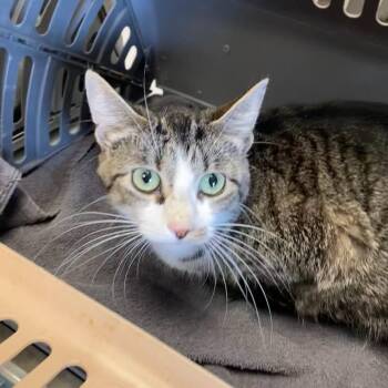 Chunky -  Domestic Short Hair Cat for Adoption in Memphis, Tennessee - Chunky | PetCurious