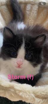 Domestic Short Hair Cats Available for Adoption in New Bern, North Carolina - STORM Kitten (f) | PetCurious