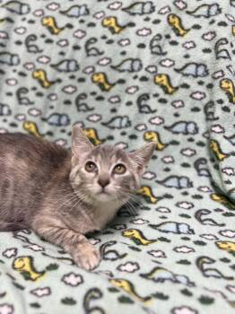 Lola -  Domestic Medium Hair Cat for Adoption in Jackson, Michigan - Lola | PetCurious