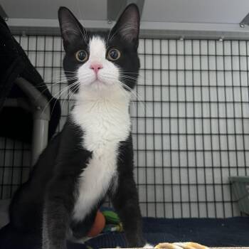 Domestic Short Hair Cats Available for Adoption - Missy Elliot | PetCurious