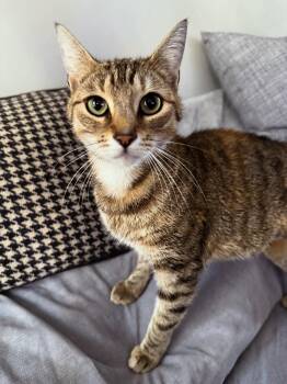 Rescue American Shorthair Cats for Adoption in Philadelphia, Pennsylvania - Dusty | PetCurious