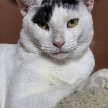 Rescue Domestic Short Hair Cats for Adoption in Orlando, Florida - Bailey | PetCurious