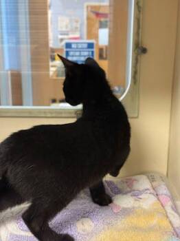 Umpire -  Domestic Short Hair Cat for Adoption in Chamblee, Georgia - Umpire | PetCurious