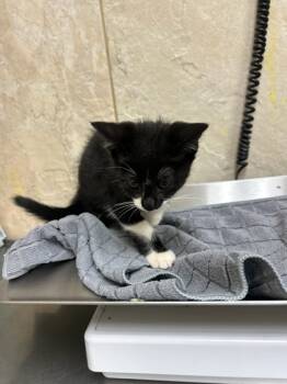 Rescue Domestic Short Hair Cats for Adoption in Honolulu, Hawaii - 59685117 | PetCurious