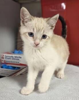 Dumpling -  Domestic Medium Hair and Domestic Short Hair Cat for Adoption in Fresno, California - Dumpling | PetCurious