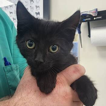 Rescue Domestic Short Hair Cats for Adoption in Galax, Virginia - Little Bittie | PetCurious