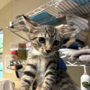 Venice -  Domestic Short Hair Cat for Adoption in Pasadena, California - Venice | PetCurious