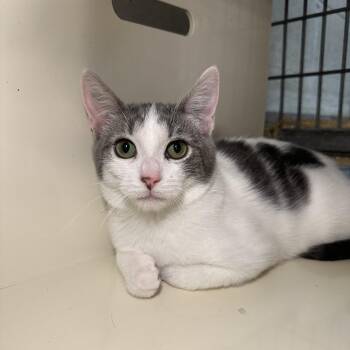 Fresa -  Domestic Short Hair Cat for Adoption in Los Angeles, California - Fresa | PetCurious