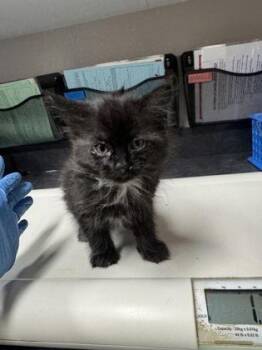 Domestic Medium Hair and Domestic Short Hair Cats Available for Adoption in Missoula, Montana - Valkarie | PetCurious
