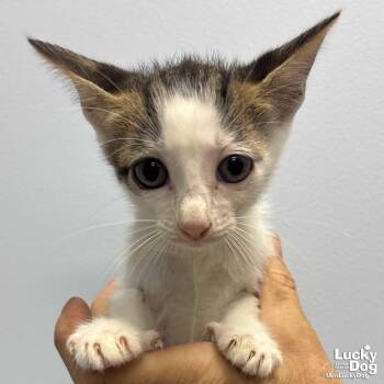 Leo -  Domestic Short Hair Cat for Adoption in Washington, District Of Columbia - Leo | PetCurious