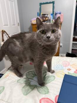 Gromit aka Grumpy -  Domestic Short Hair Cat for Adoption in Irmo, South Carolina - Gromit Aka Grumpy | PetCurious