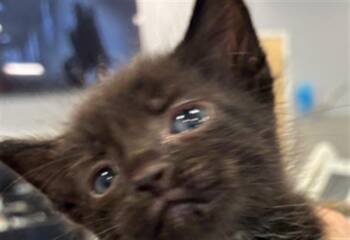 ATLAS -  Domestic Short Hair Cat for Adoption in Palmetto, Florida - ATLAS | PetCurious