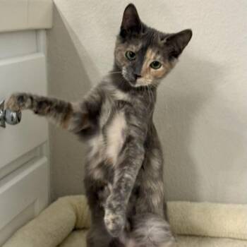 Sapphire -  Domestic Short Hair Cat for Adoption in Pleasanton, California - Sapphire | PetCurious
