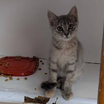Mindy -  Domestic Short Hair Cat for Adoption in Fayetteville, Arkansas - Mindy | PetCurious