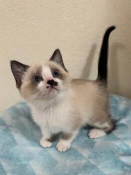 Domestic Short Hair Cats Available for Adoption in Fort Collins, Colorado - Bitsy | PetCurious