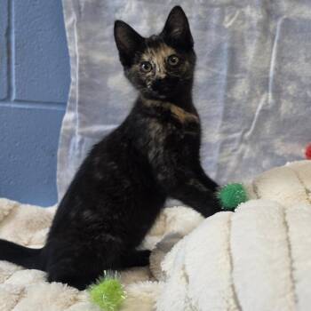 Junebug -  Domestic Short Hair Cat for Adoption in Lowell, Arkansas - Junebug | PetCurious