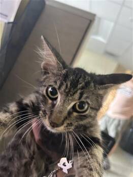EVAN -  Domestic Medium Hair Cat for Adoption in San Antonio, Texas - EVAN | PetCurious