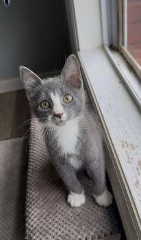 Rescue Domestic Short Hair Cats for Adoption in Phenix City, Alabama - Chevy | PetCurious