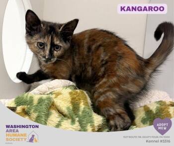 Kangaroo -  Domestic Short Hair Cat for Adoption in Eighty Four, Pennsylvania - Kangaroo | PetCurious