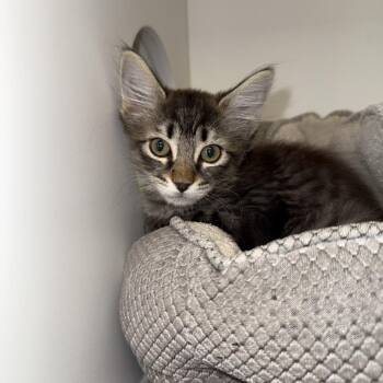 Domestic Medium Hair Cats Available for Adoption - Casimir | PetCurious