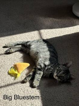 Big Bluestem -  Domestic Short Hair Cat for Adoption in Topeka, Kansas - Big Bluestem | PetCurious