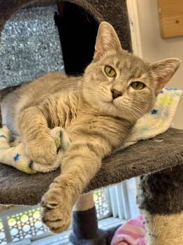Dream -  Domestic Short Hair Cat Available for Adoption in Effingham, Illinois - Dream | PetCurious
