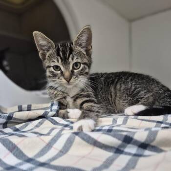 Posey -  Domestic Short Hair Cat for Adoption in Newark, New Jersey - Posey | PetCurious