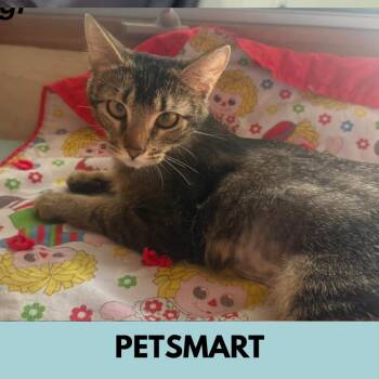 Domestic Short Hair Cats Available for Adoption in Lakewood, Colorado - Gigi | PetCurious
