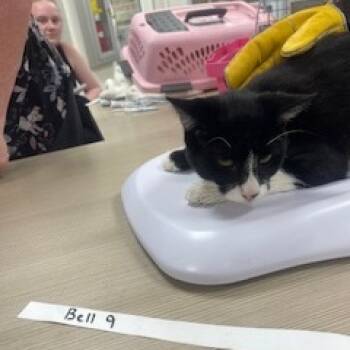 Rescue Domestic Short Hair Cats for Adoption in Donalsonville, Georgia - Bell 9 | PetCurious