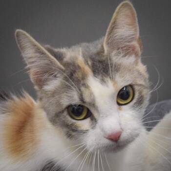 Calico and Domestic Short Hair Cats Available for Adoption in Huntley, Illinois - Fizzbee | PetCurious