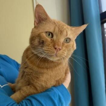 Domestic Short Hair Cats Available for Adoption - Viper | PetCurious