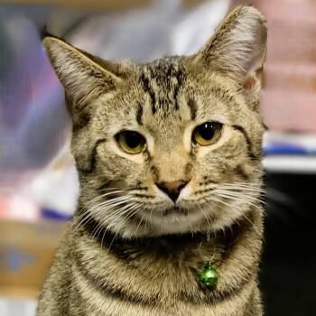 Rescue Domestic Short Hair Cats for Adoption in Charlotte, North Carolina - Benji | PetCurious